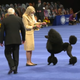 Image for article titled National Dog Show inches one step closer to fully non-human event with cardboard pets